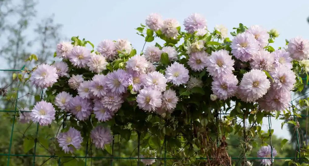 小空間也能美上天，你的花園真的很需要她！