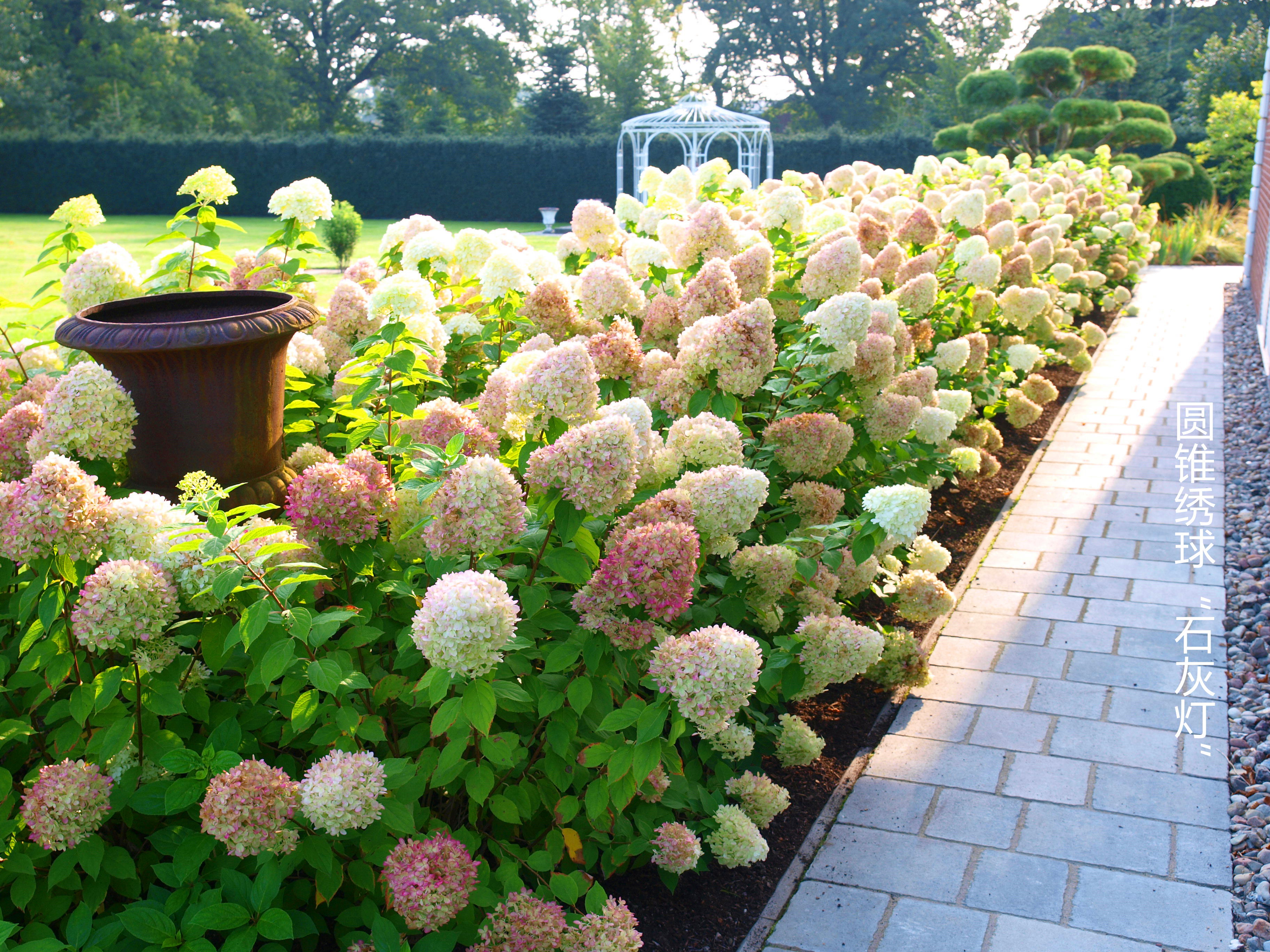 花開180天，沒人能拒絕夏日里的‘抹茶冰淇淋’！