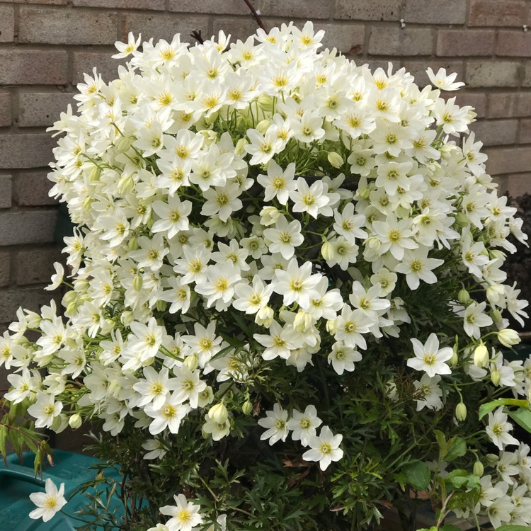 不到幾年爬滿墻！鐵線蓮中的‘開花機器’非它們莫屬~